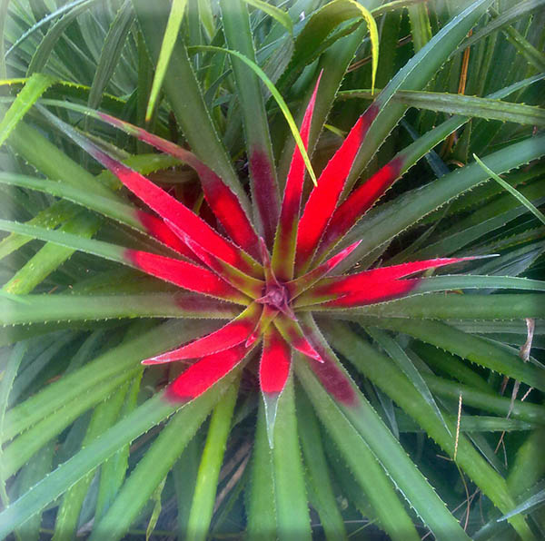bromeliad red