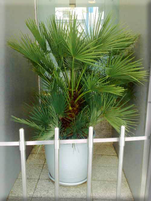 chamaerops