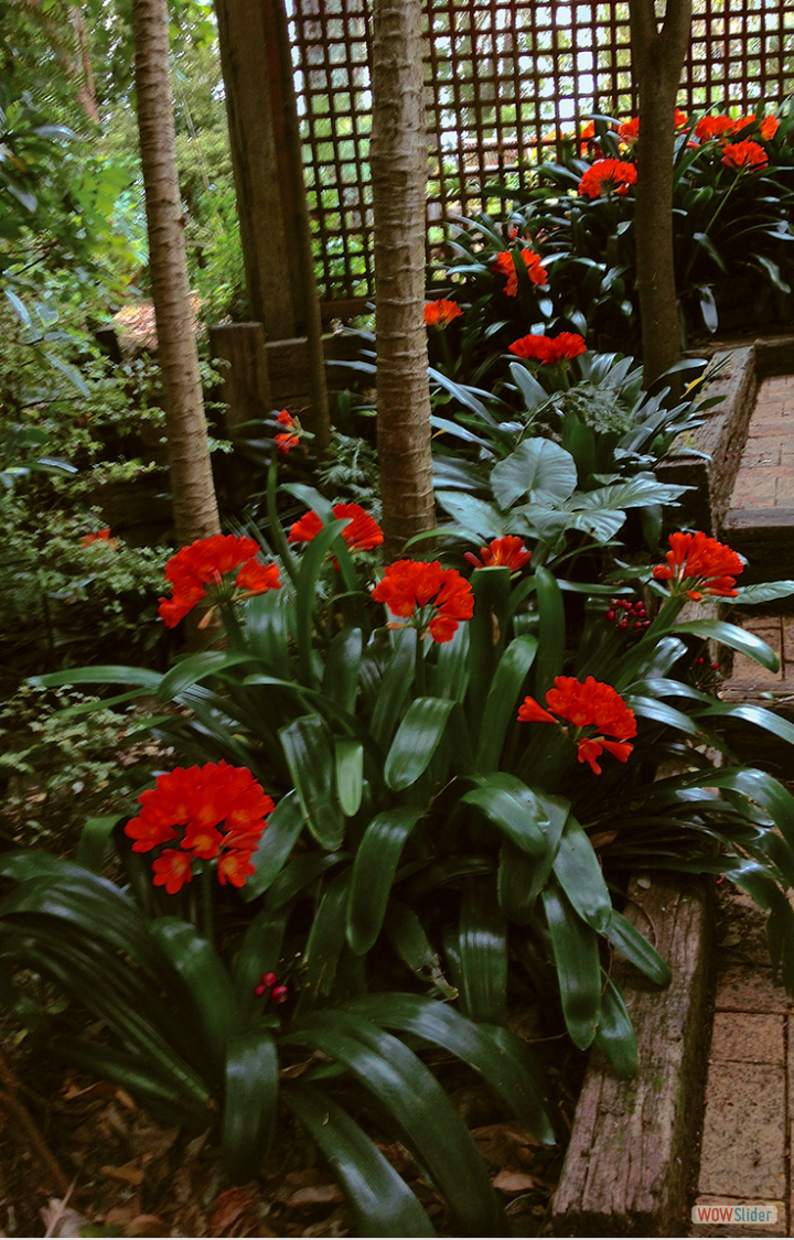 Clivia. Titirangi garden